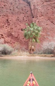 A palm tree at the foot of a bright orange cliff along the river.