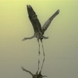 Heron in Flight web