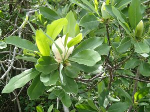 nanticoke-magnolia