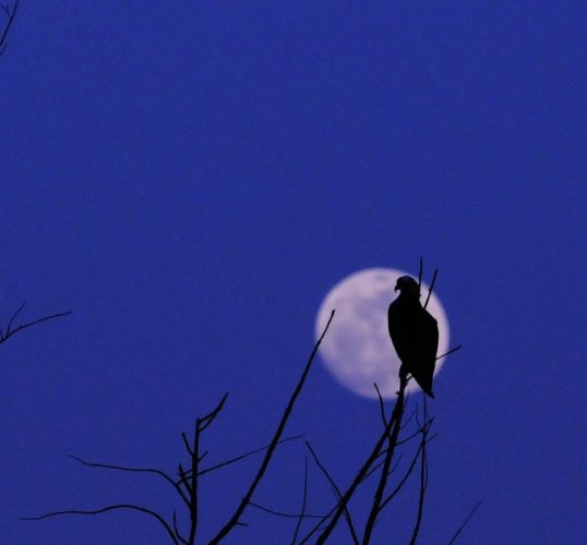 osprey in moonweb