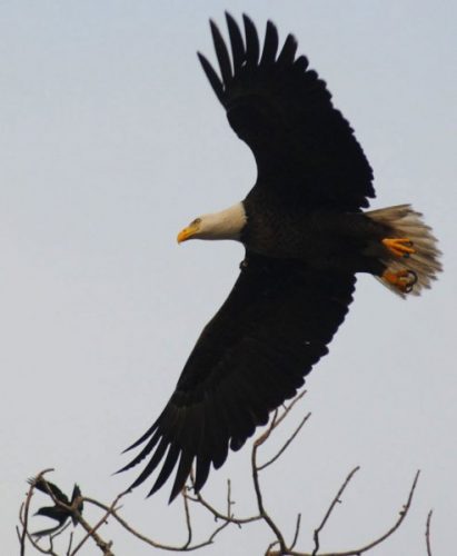 sassafras eagle