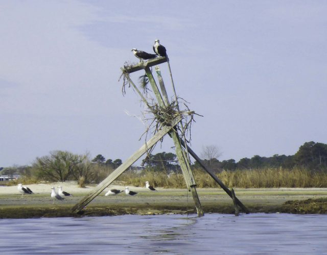 leaning osprey nest