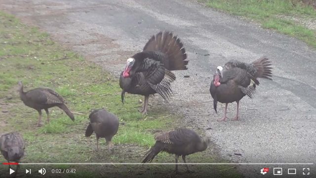 wild turkey video screen shot