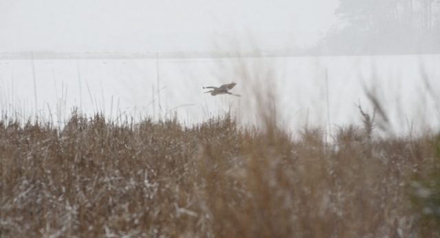winter heron screen shot