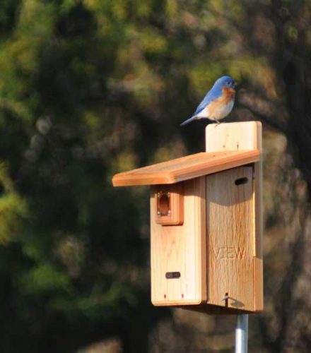 backyard bluebird1